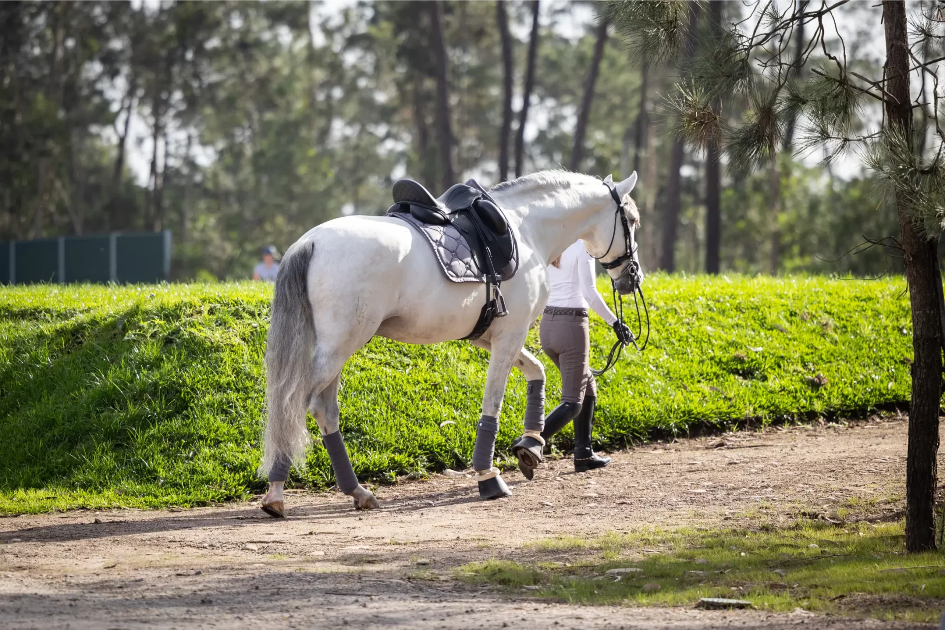 centro hipico, escola de hipismo, equitação, hipismo, cavalos à venda, venda de cavalos, andar a cavalo, estabulação, cavalos a penso, aulas de equitação, escola de equitação, haras em portugal, show jumpi (13)
